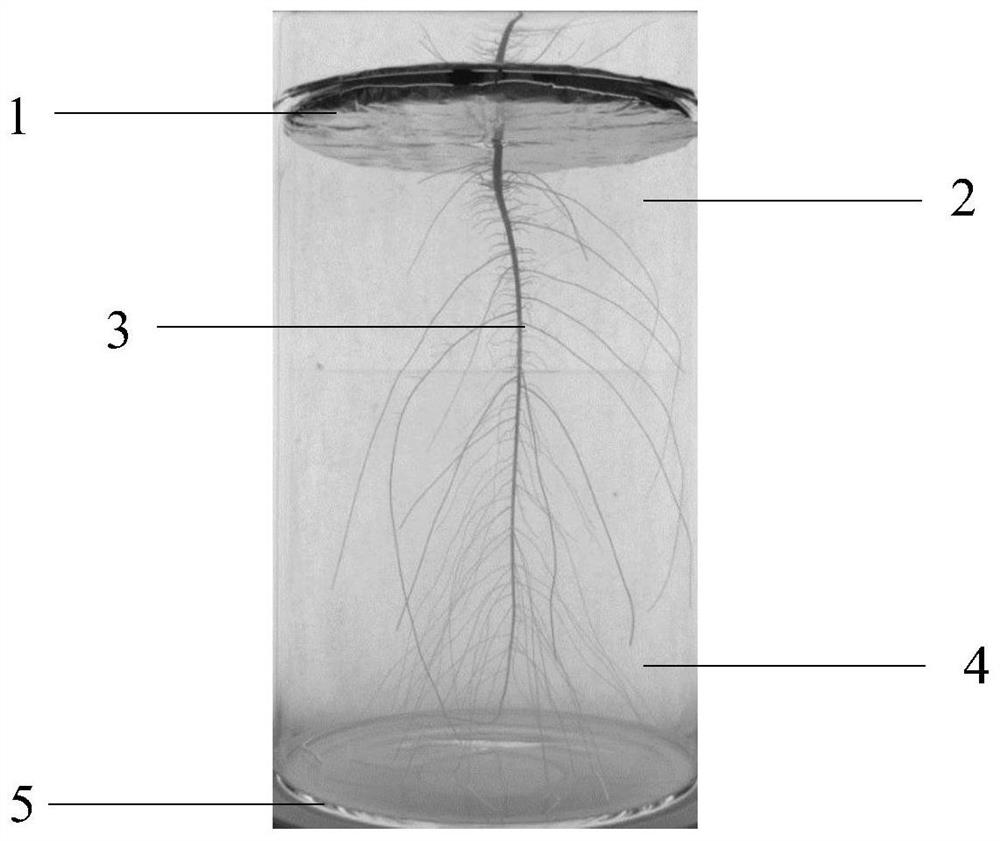 Transparent in-situ three-dimensional plant cultivation device and application thereof in plant root system observation