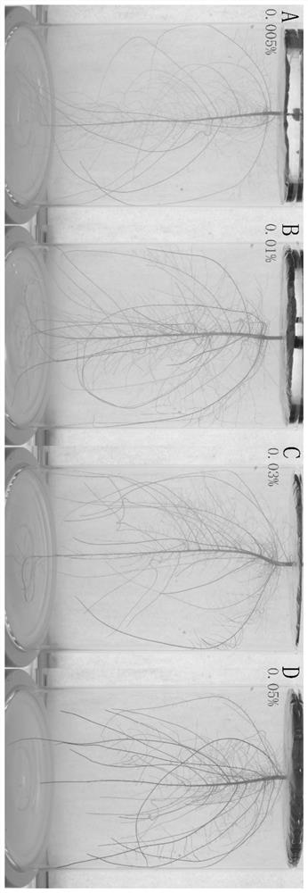 Transparent in-situ three-dimensional plant cultivation device and application thereof in plant root system observation