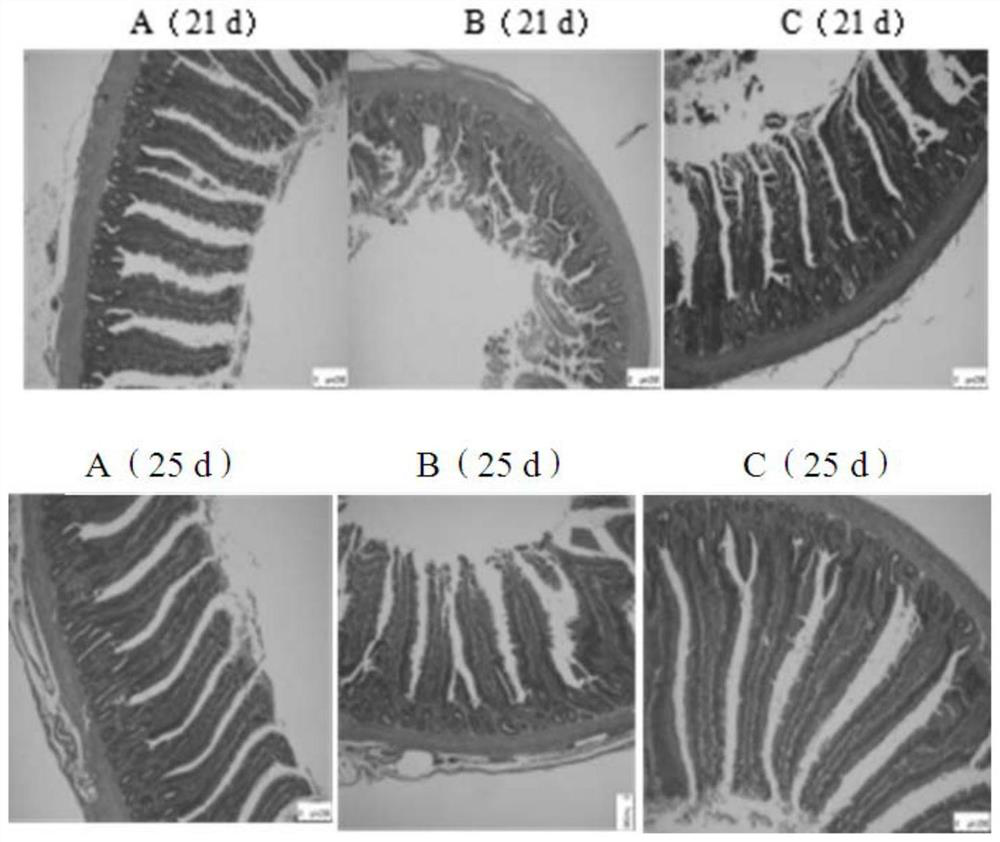 Application of composition in prevention or treatment of diseases caused by escherichia coli of broiler chickens