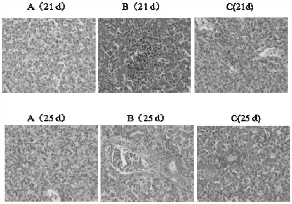 Application of composition in prevention or treatment of diseases caused by escherichia coli of broiler chickens