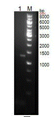 Hybridoma for secreting anti-recombinant schistosoma japonica enolase specific monoclonal antibody as well as preparation method and application of hybridoma