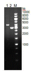 Hybridoma for secreting anti-recombinant schistosoma japonica enolase specific monoclonal antibody as well as preparation method and application of hybridoma