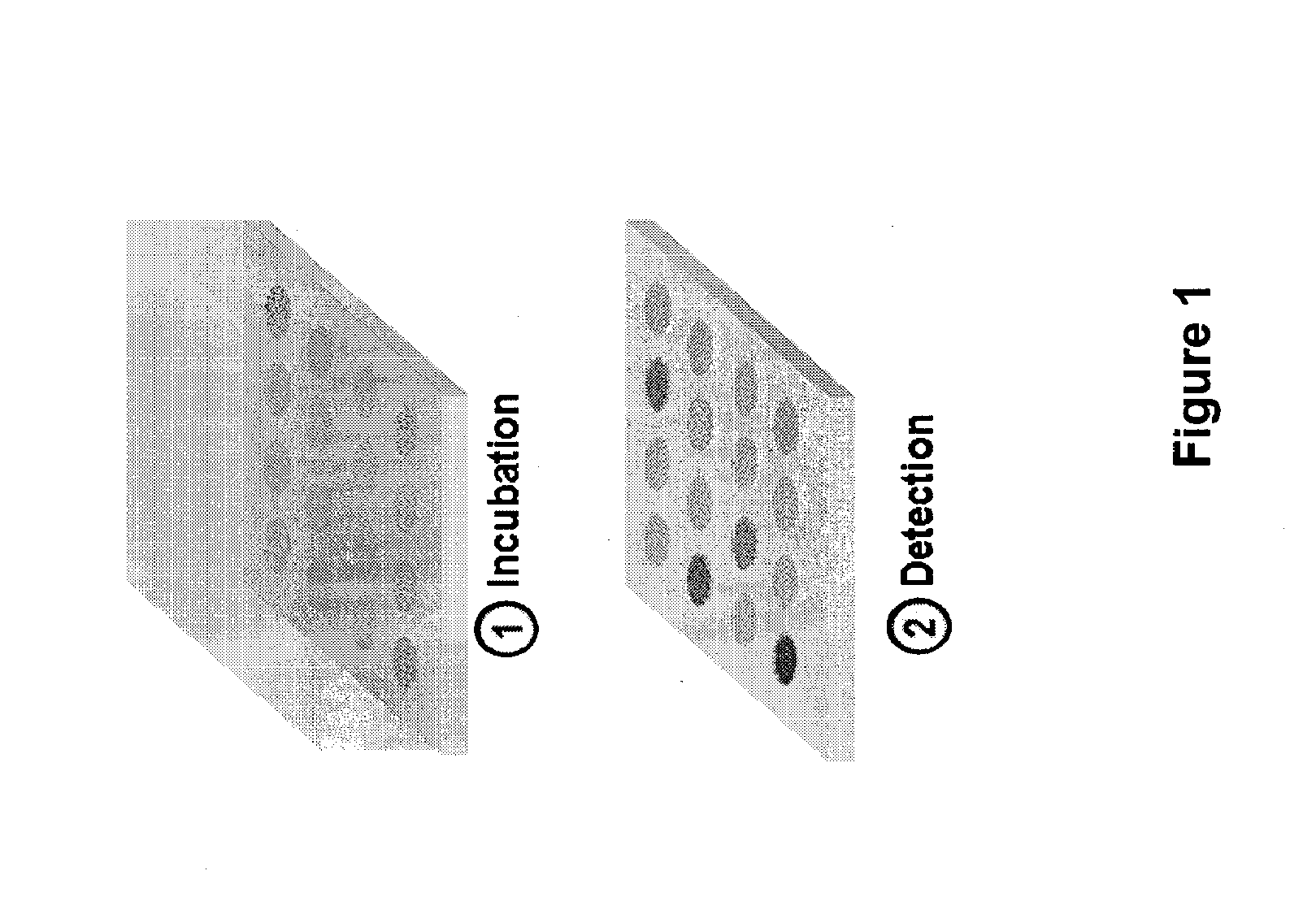 Integrated semiconductor bioarray