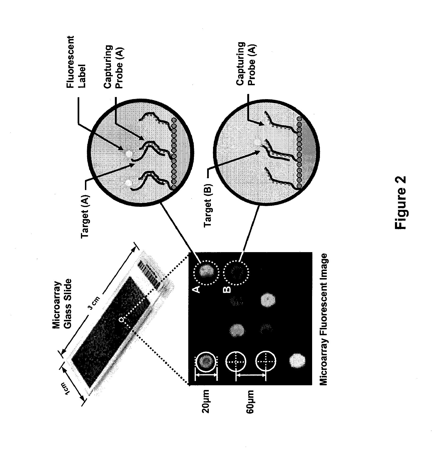 Integrated semiconductor bioarray