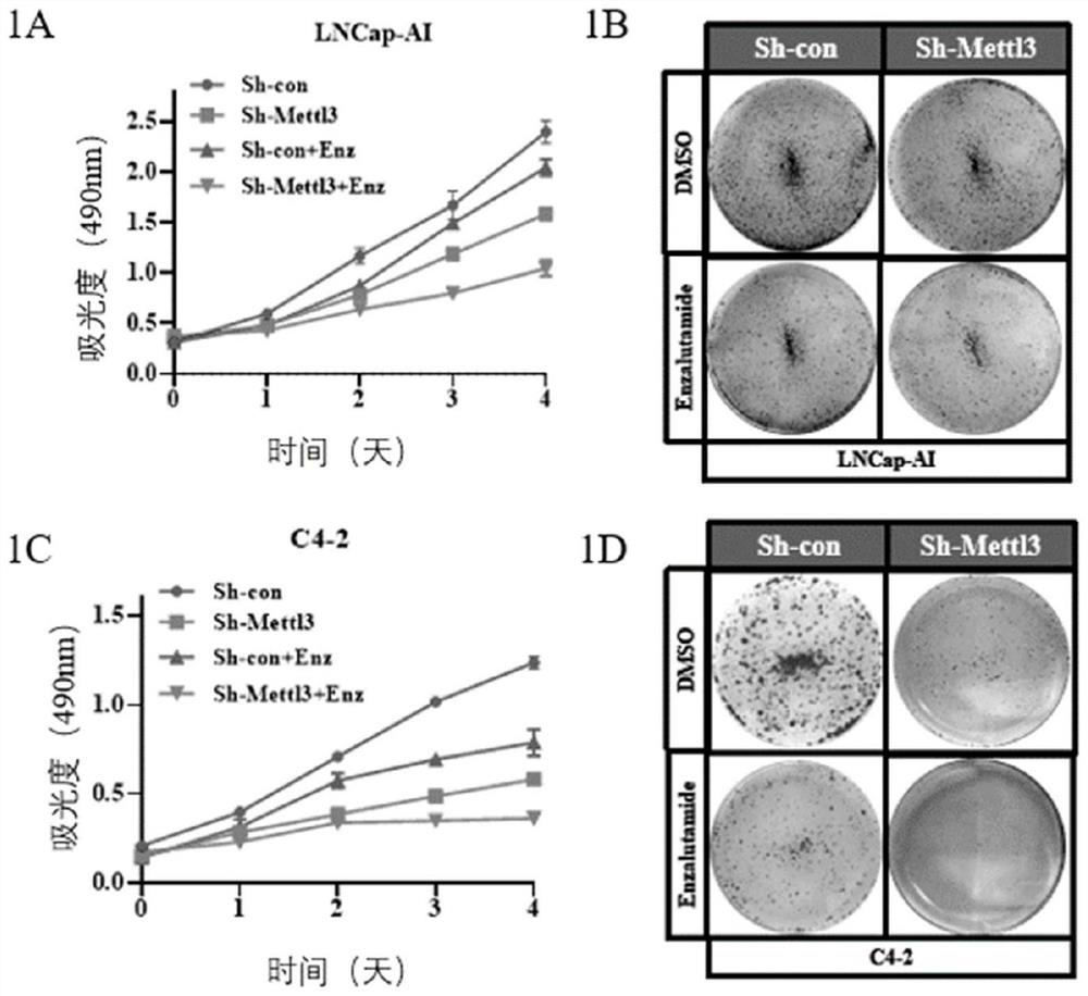 Antisense oligonucleotide of METTL3 and application of antisense oligonucleotide in prostate cancer