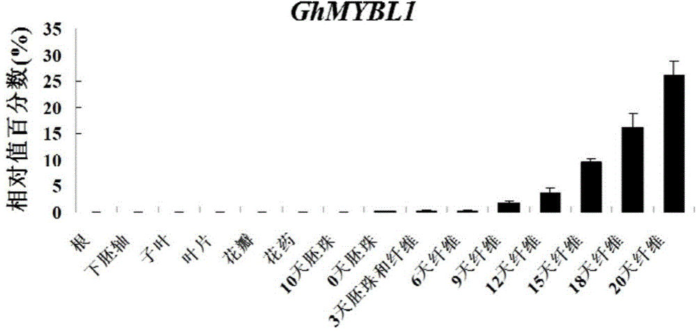 Cotton fiber specific MYBL1 gene