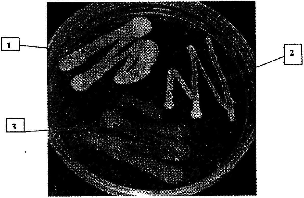 Vineyard culture method enabling the yeasts thereof to be obtained for high sugar and alcohol content fermentation