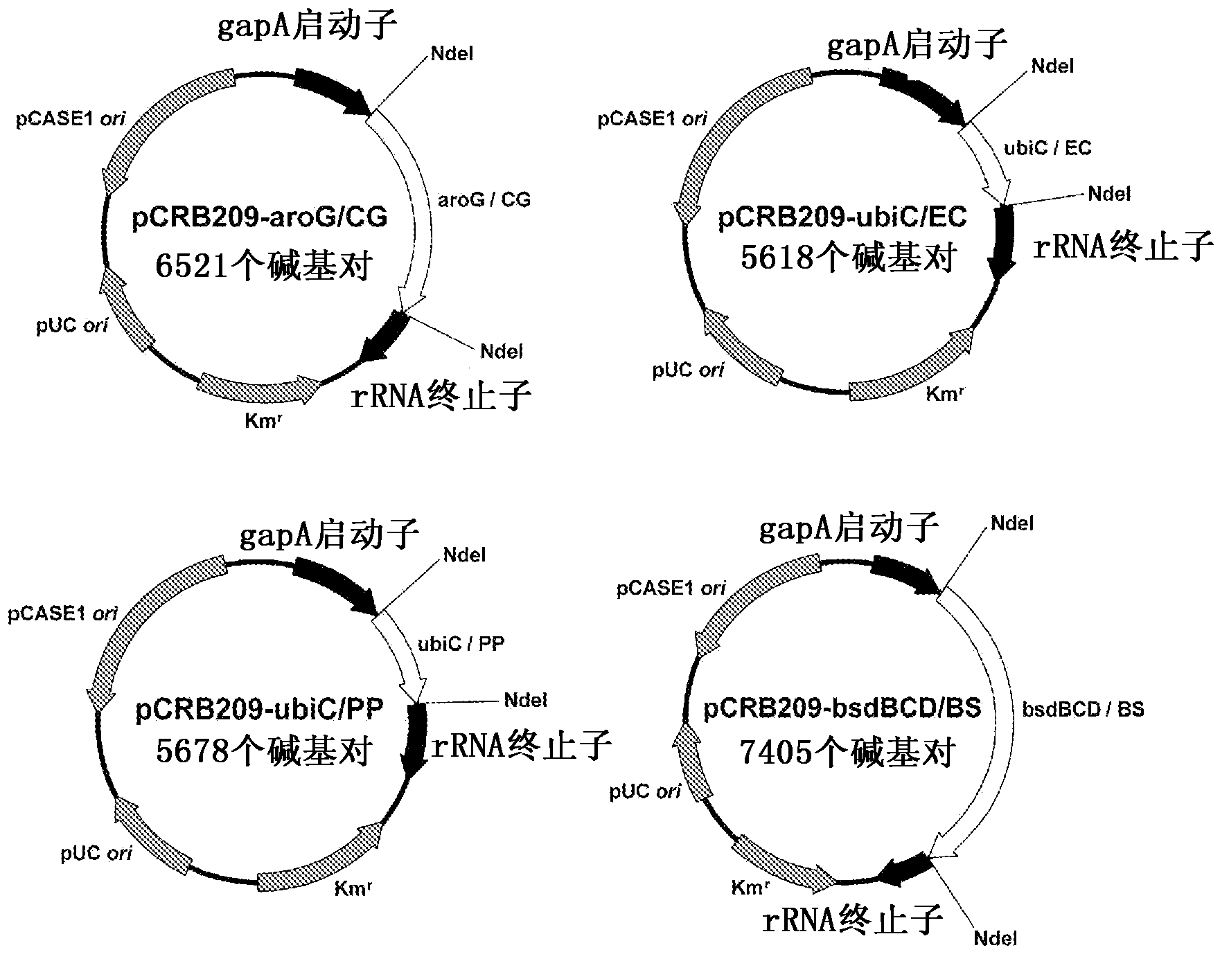 Coryneform bacterium transformant and method for producing phenol using same