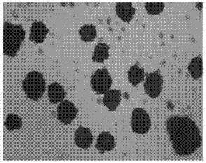 Piperacillin sodium-tazobactam sodium preparation for injection and preparation method thereof