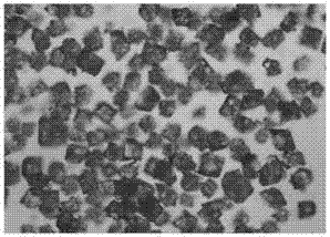 Piperacillin sodium-tazobactam sodium preparation for injection and preparation method thereof