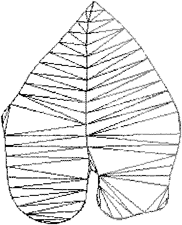 Plant leaf three-dimensional model geometric description and curved surface reconstruction method and system