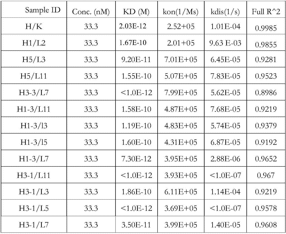 IL-17 antibody