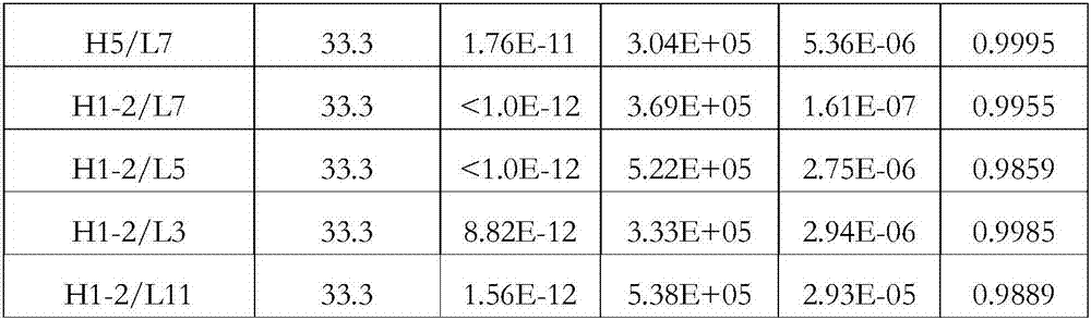 IL-17 antibody