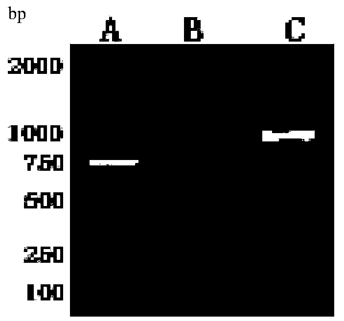 Universal transfer vector for pseudorabies virus capable of independently expressing dual genes and construction method and application of universal transfer vector