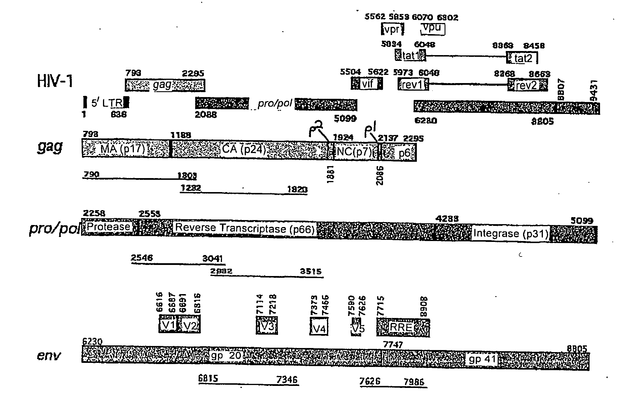 process for the selection of HIV-1 subtype C isolates, selected HIV-1 subtype isolates, their genes and modifications and derivatives thereof