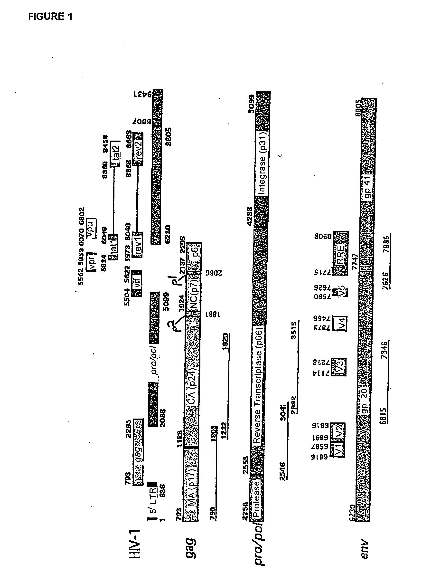 process for the selection of HIV-1 subtype C isolates, selected HIV-1 subtype isolates, their genes and modifications and derivatives thereof