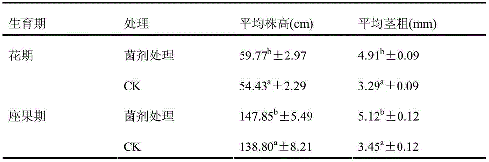 Biocontrol strain for preventing and controlling fusarium wilt of watermelon and application thereof