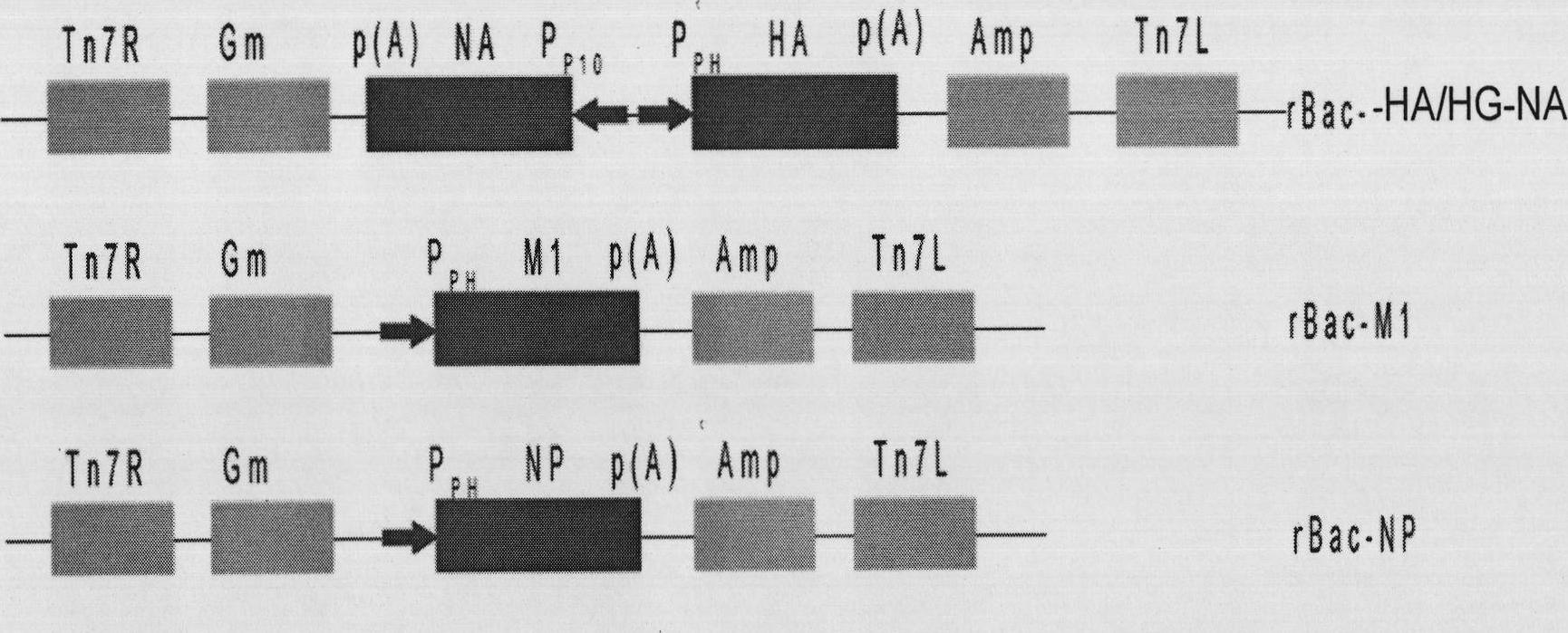 Swine influenza virus-porcine reproductive and respiratory syndrome virus mixed virus-like particle, and its preparation method and use