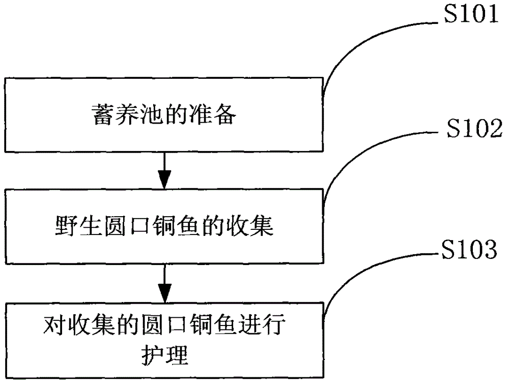 Method and injection liquid for nursing wild coreius guichenoti