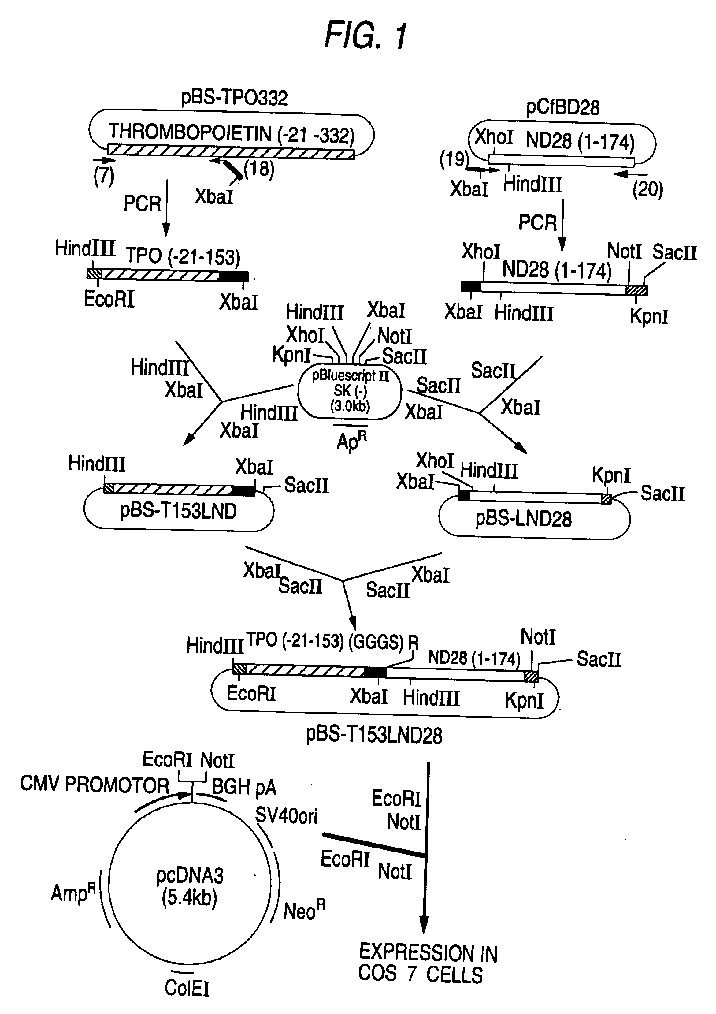 hG-CSF fusion polypeptide having c-mpl activity, DNA coding for same and methods of treating anemia using same