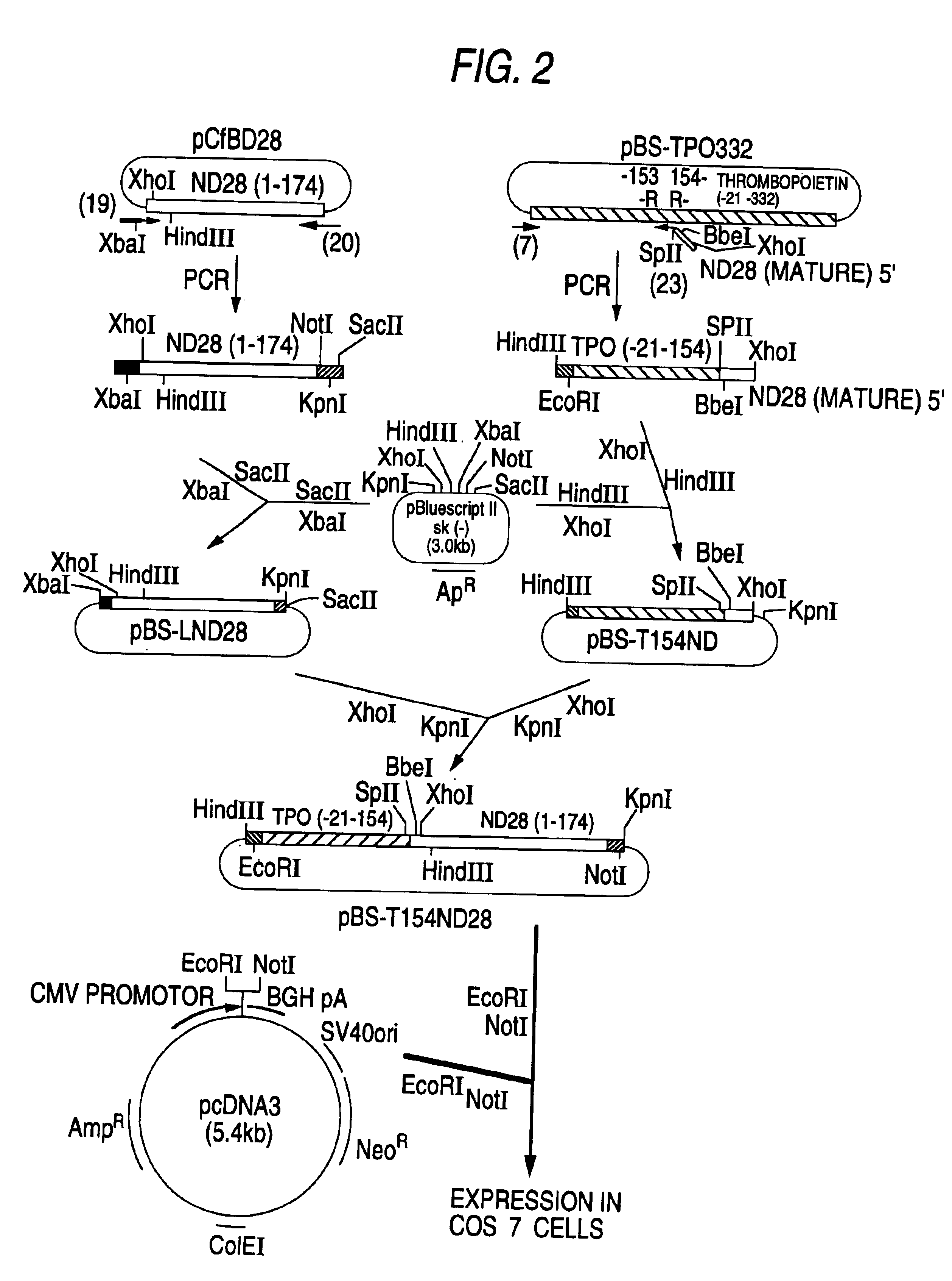 hG-CSF fusion polypeptide having c-mpl activity, DNA coding for same and methods of treating anemia using same