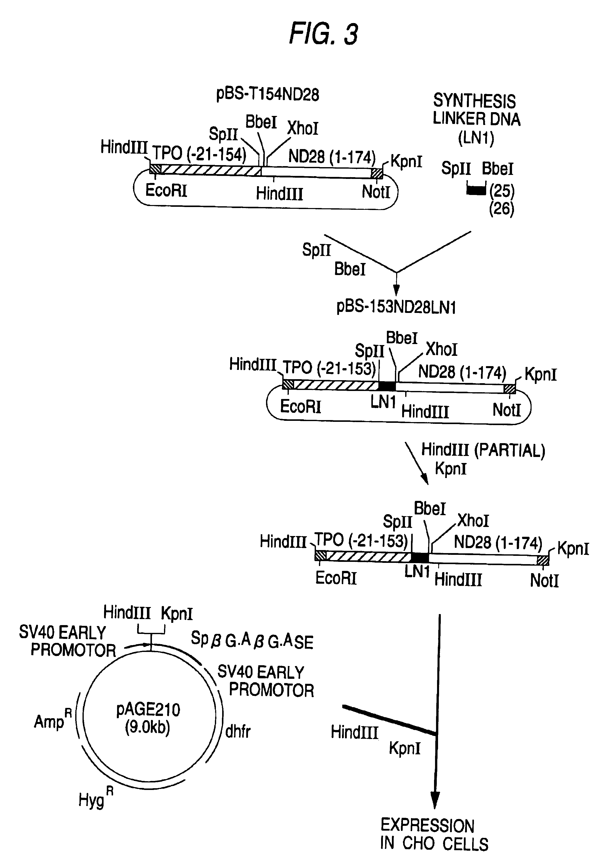 hG-CSF fusion polypeptide having c-mpl activity, DNA coding for same and methods of treating anemia using same