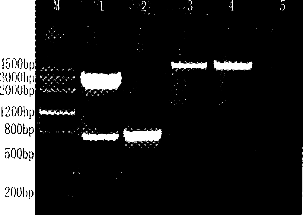 Human and animal brucella antibody immunochromatography test paper and preparation method thereof