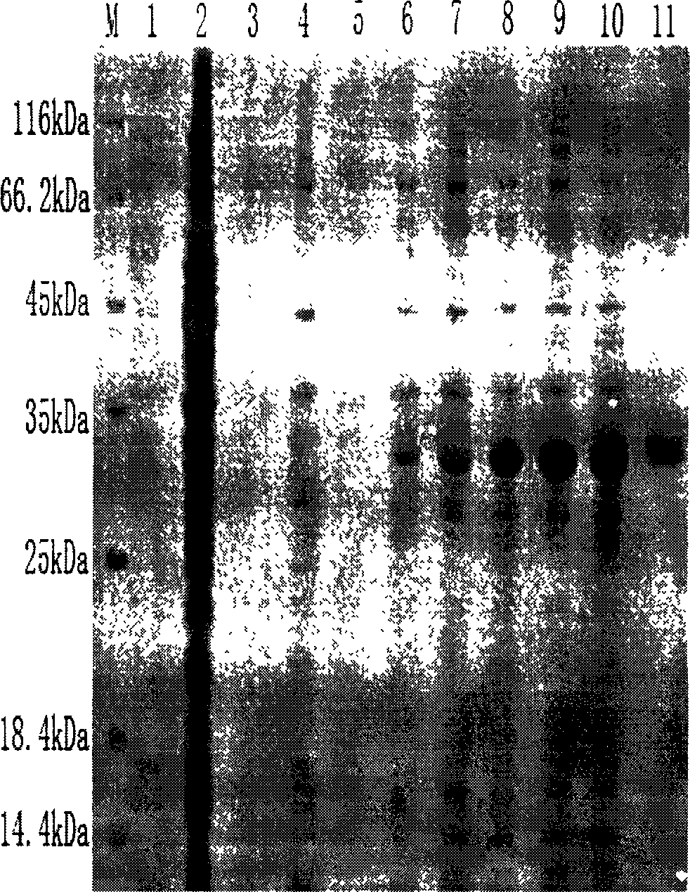 Human and animal brucella antibody immunochromatography test paper and preparation method thereof