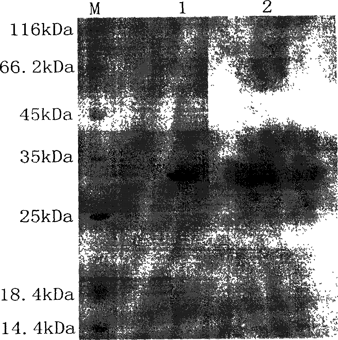 Human and animal brucella antibody immunochromatography test paper and preparation method thereof