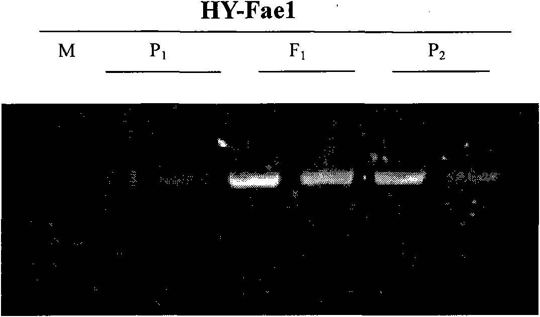 Cabbage type rape low erucic acid molecular marker, preparation method and application thereof