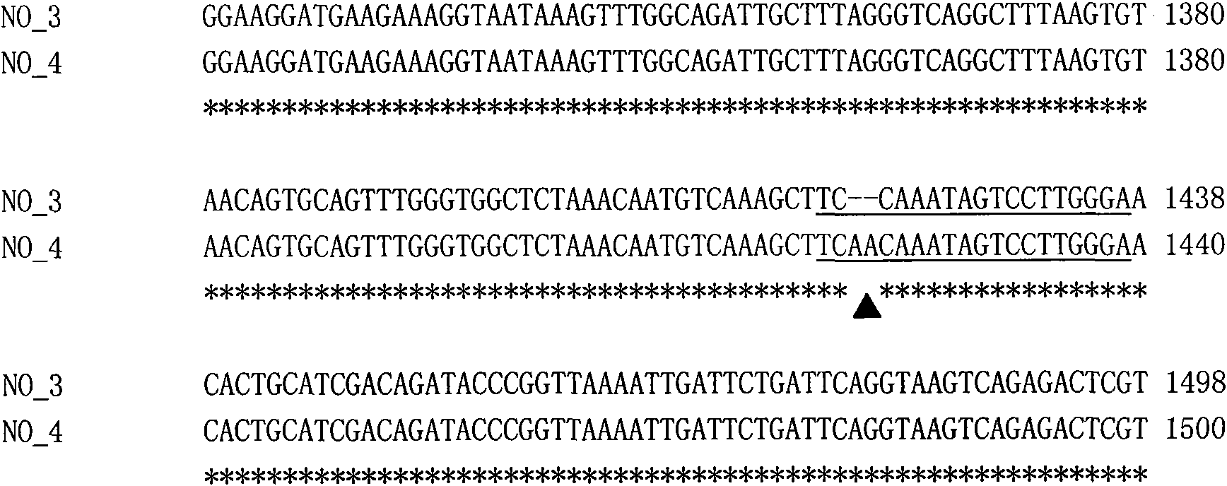 Cabbage type rape low erucic acid molecular marker, preparation method and application thereof