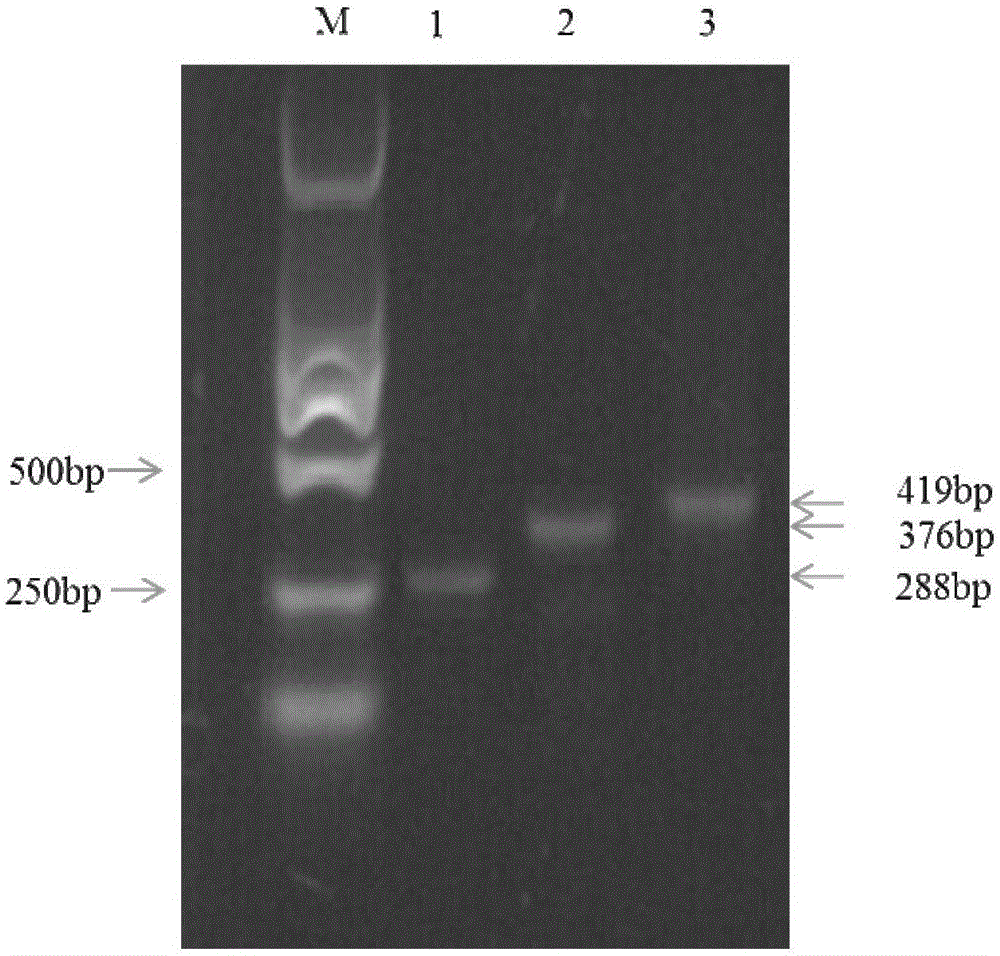 Method for controlling fire ants by using RNA interference and application in reduction of insecticide resistance of fire ants