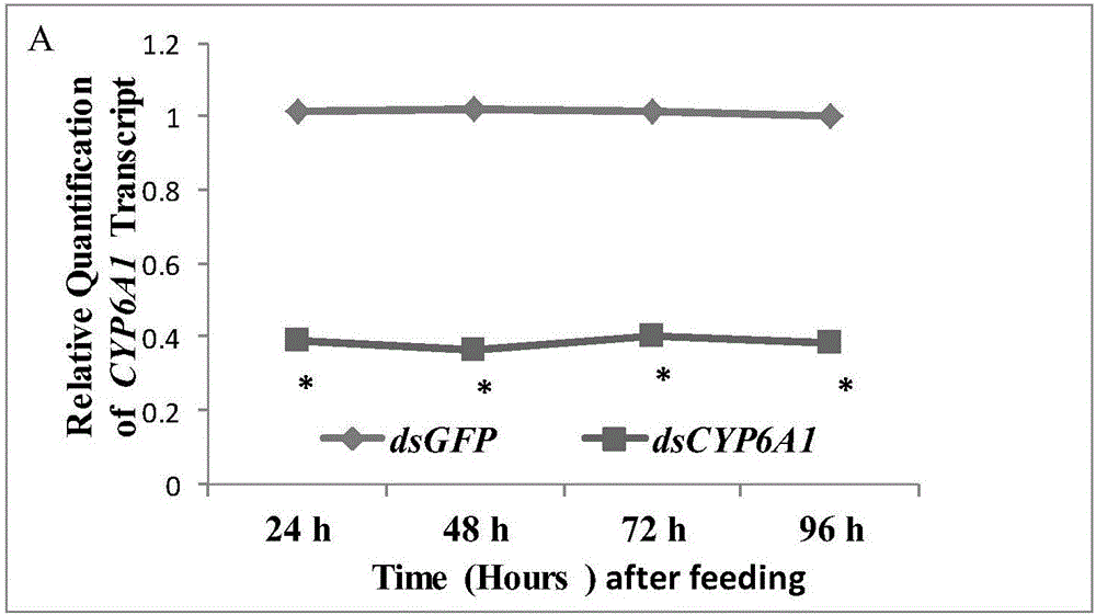 Method for controlling fire ants by using RNA interference and application in reduction of insecticide resistance of fire ants