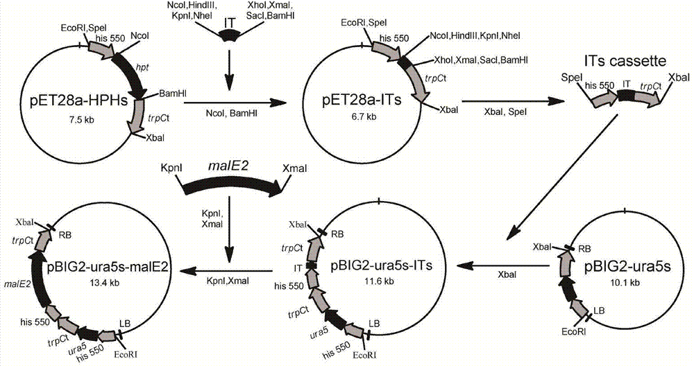 Recombination gene expression system of mortierella alpina and construction method and applications thereof