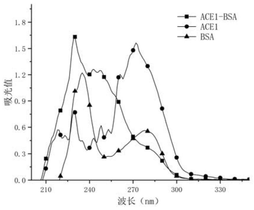 Artificial antigen and antibody capable of simultaneously detecting acetaminophen and phenacetin and preparation method and application of artificial antigen and antibody