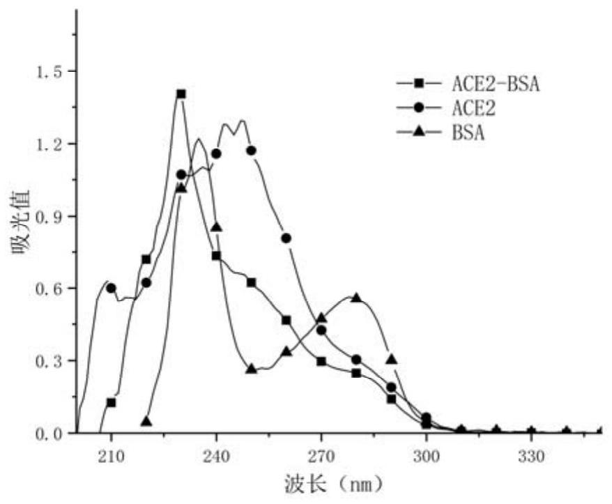 Artificial antigen and antibody capable of simultaneously detecting acetaminophen and phenacetin and preparation method and application of artificial antigen and antibody