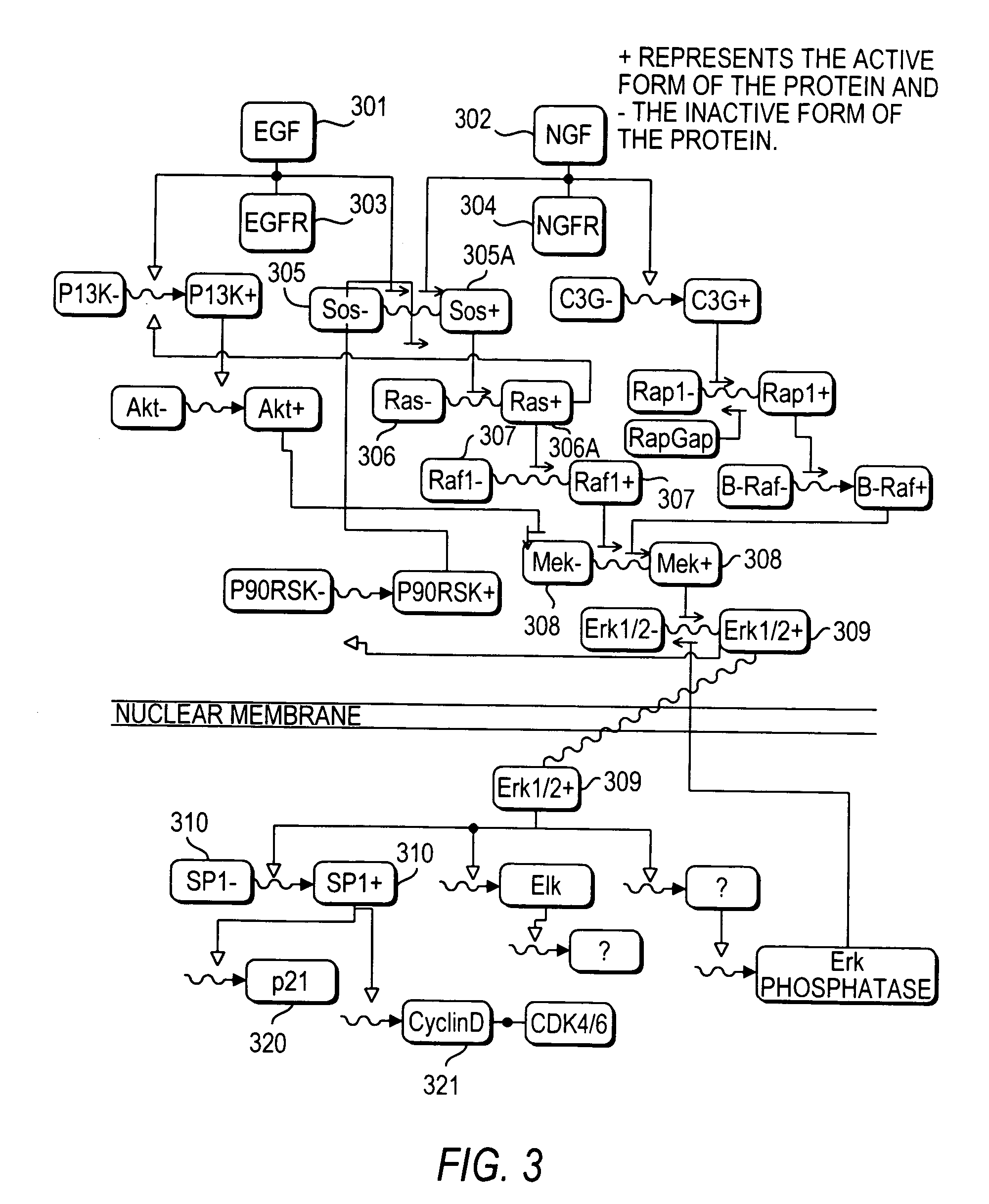 Methods and systems for the identification of components of mammalian biochemical networks as targets for therapeutic agents