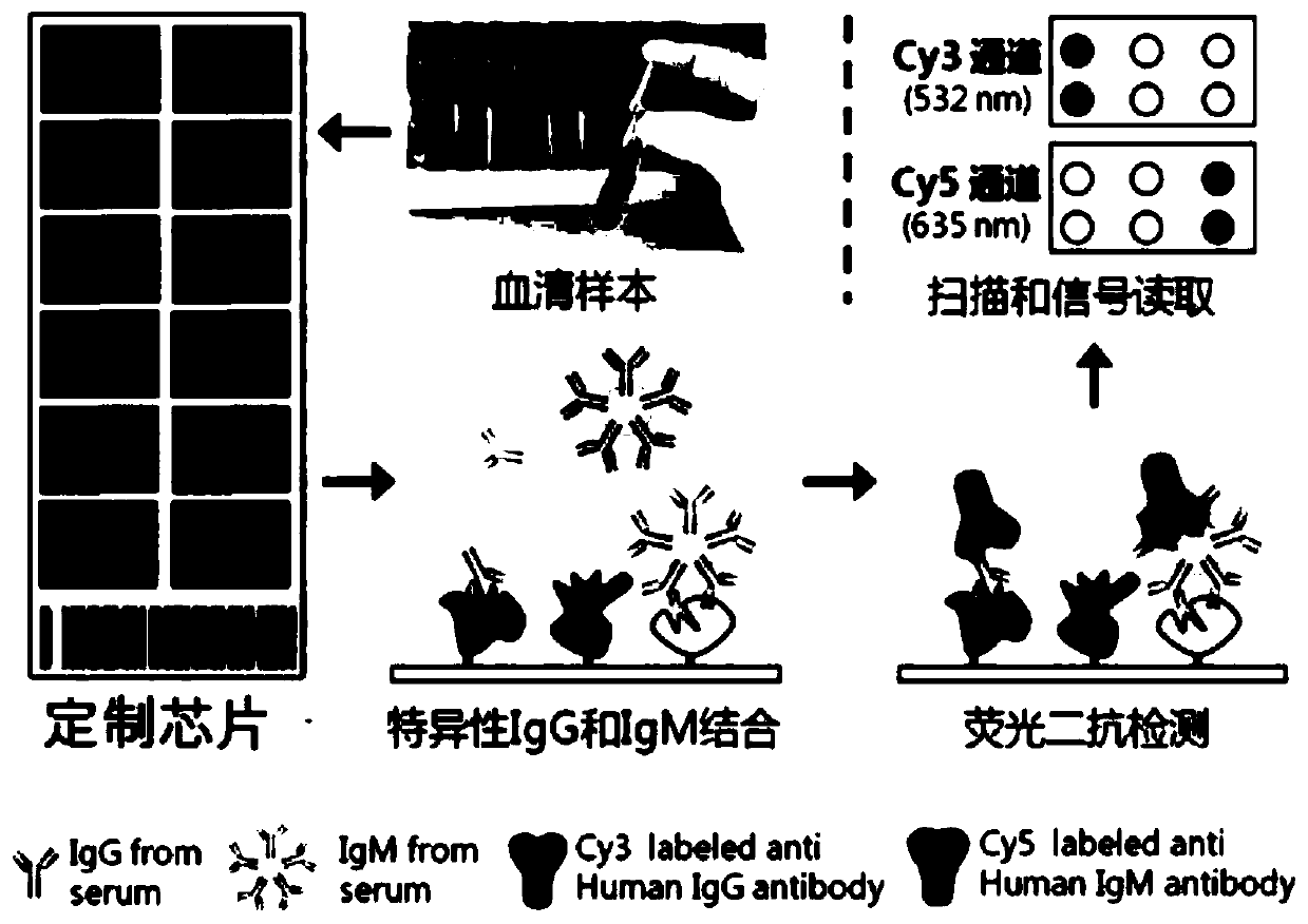 Combined detection serum marker for early screening and diagnosis of liver cancer, kit and detection method