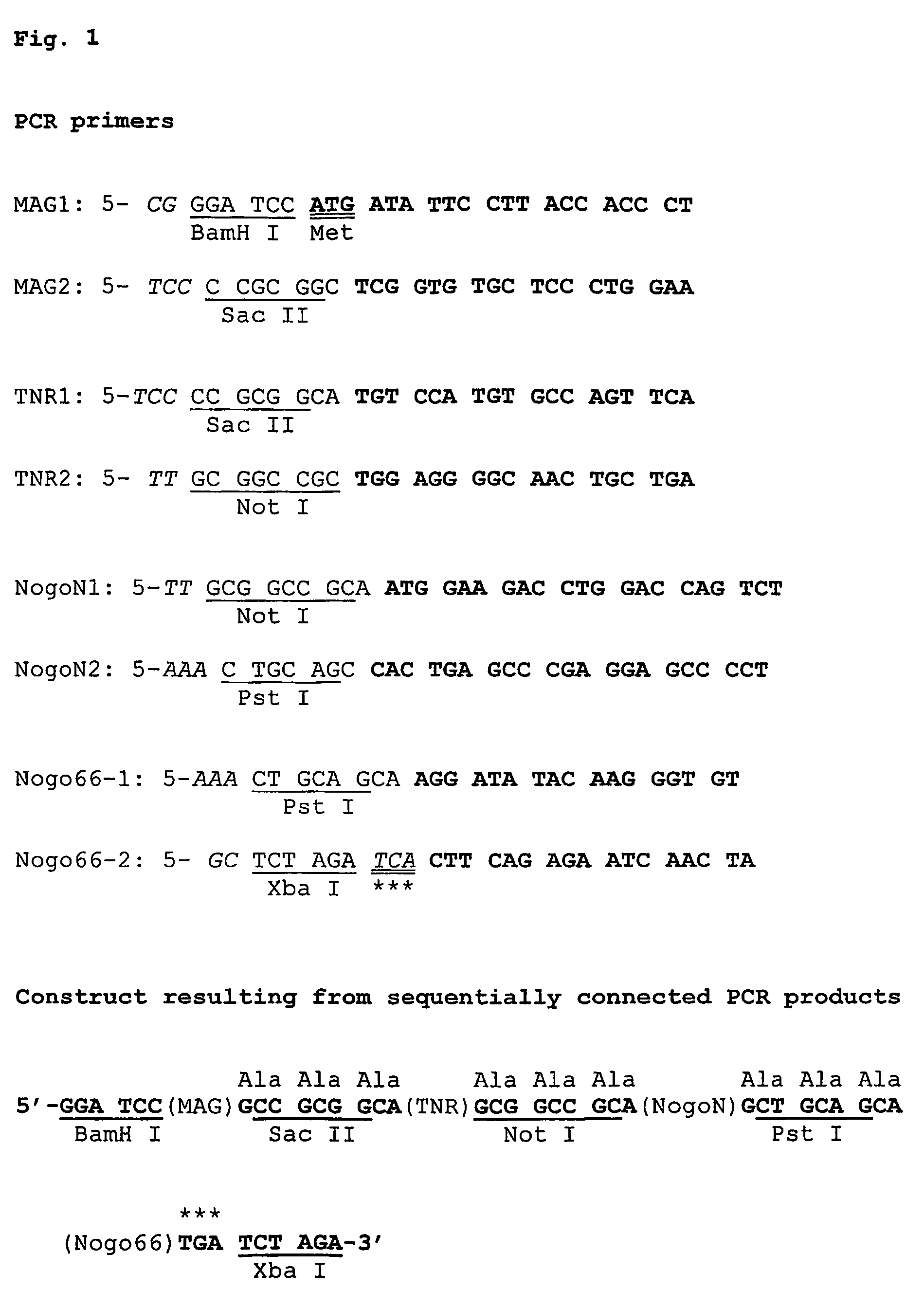 Peptides, antibodies thereto, and their use in treatment of central nervous system, damage