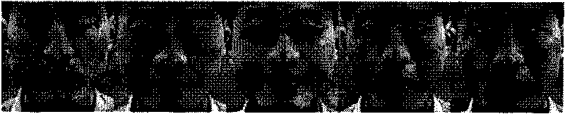 Method for recognizing human face based on typical correlation analysis spatial super-resolution