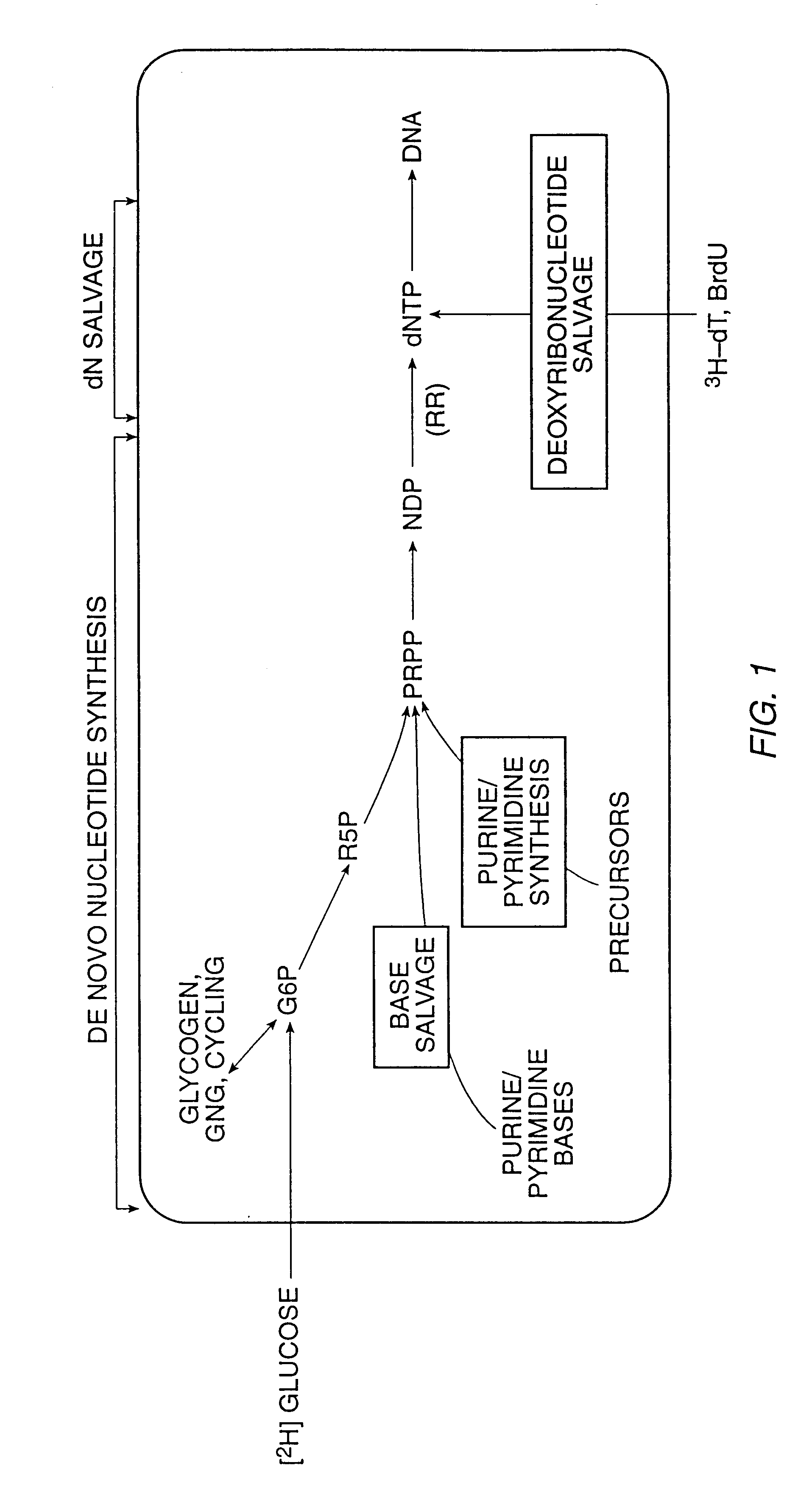 Methods for measuring cellular proliferation and destruction rates in vitro and in vivo