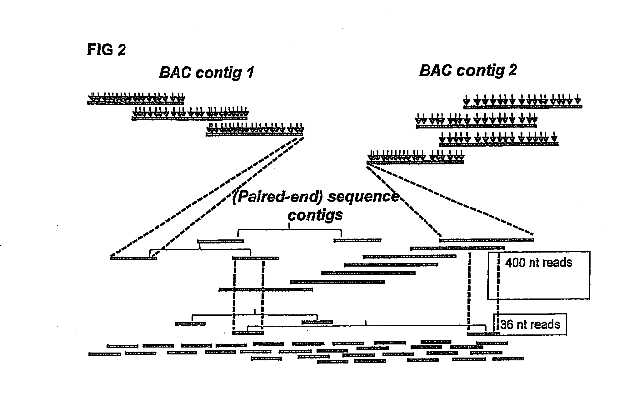 Novel genome sequencing strategies