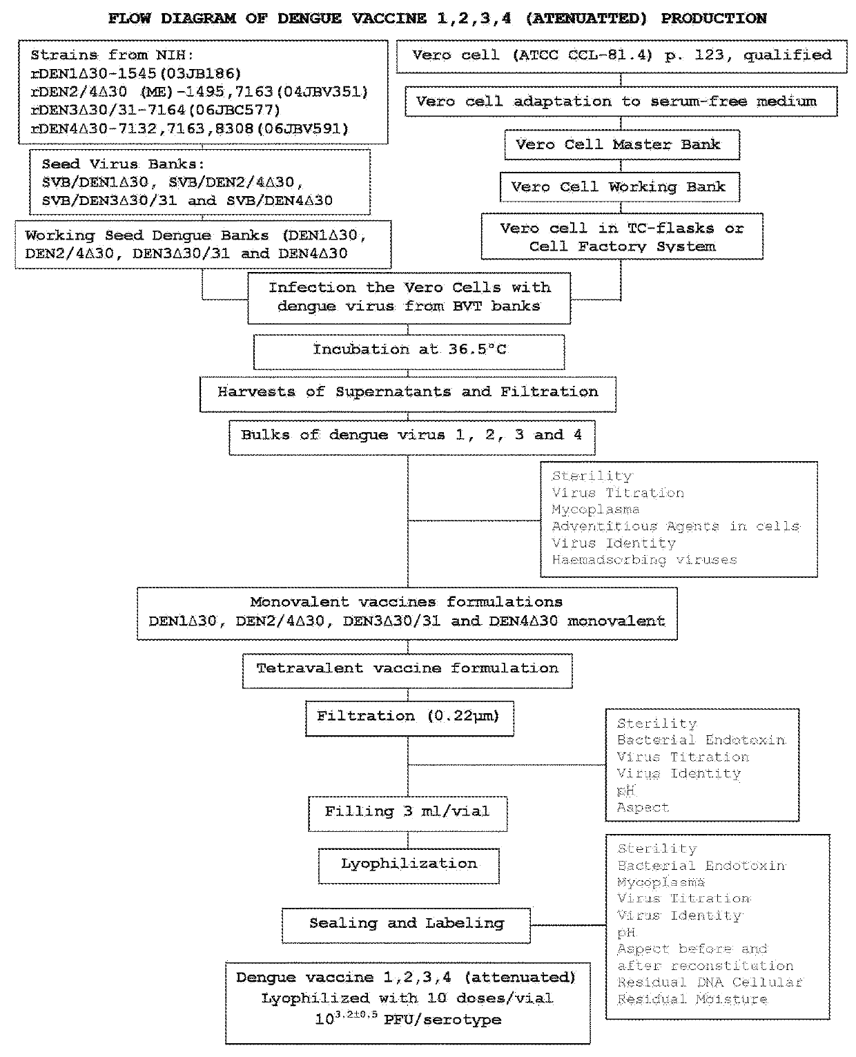 Process for preparing an attenuated tetravalent dengue vaccine