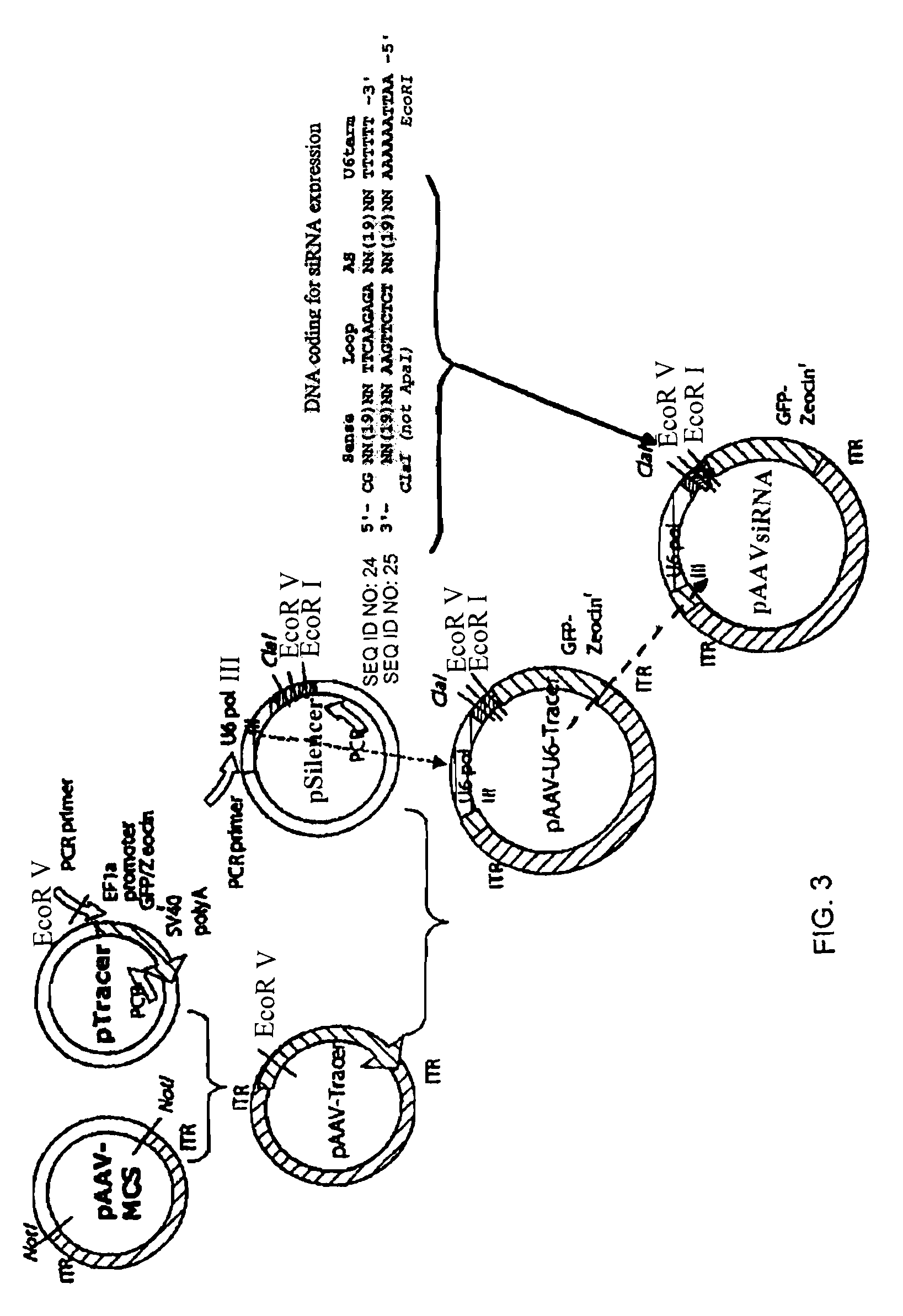 Treatment of neurodegenerative disease through intracranial delivery of siRNA