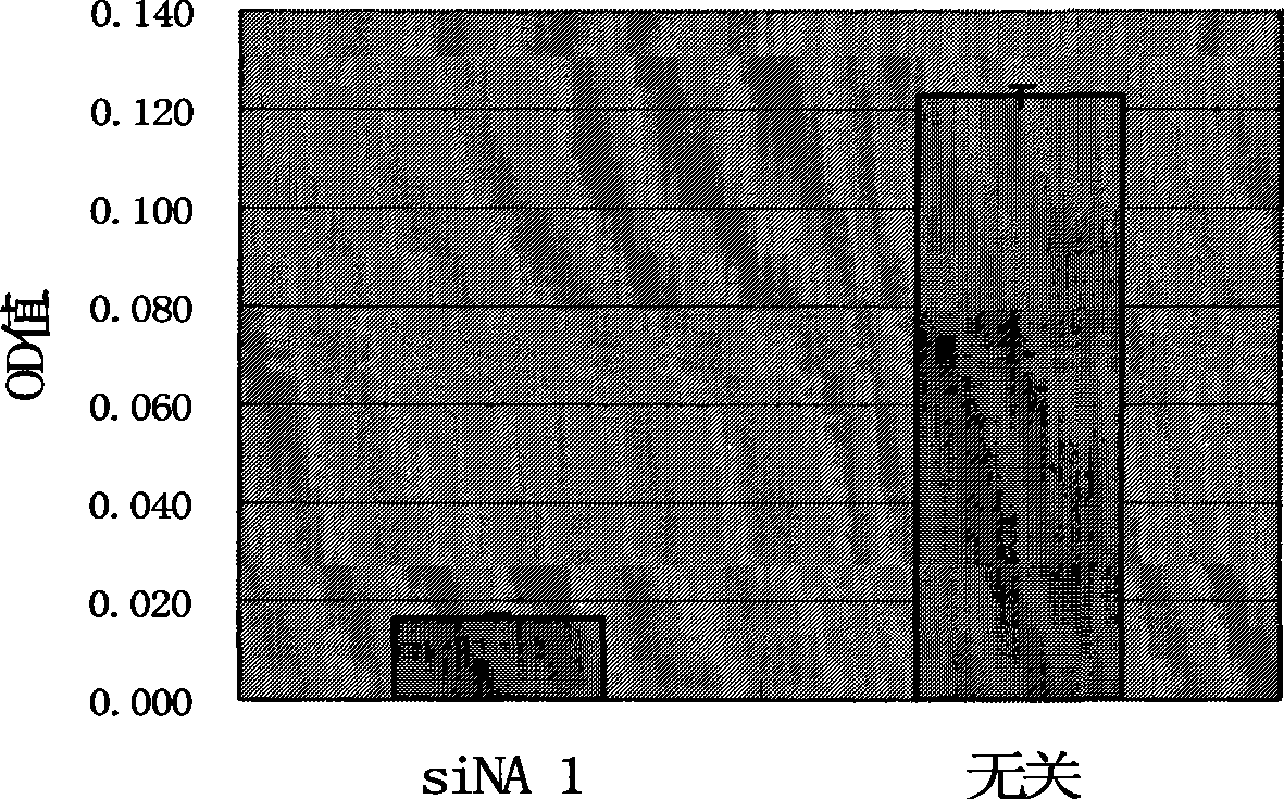 Double-chain small molecule interference nucleic acid for inhibiting and killing drug tolerant bacteria and composition thereof