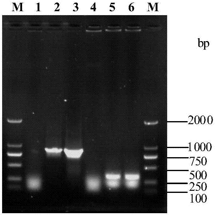 Infectious actinobacillus pleuropneumoniae and application thereof