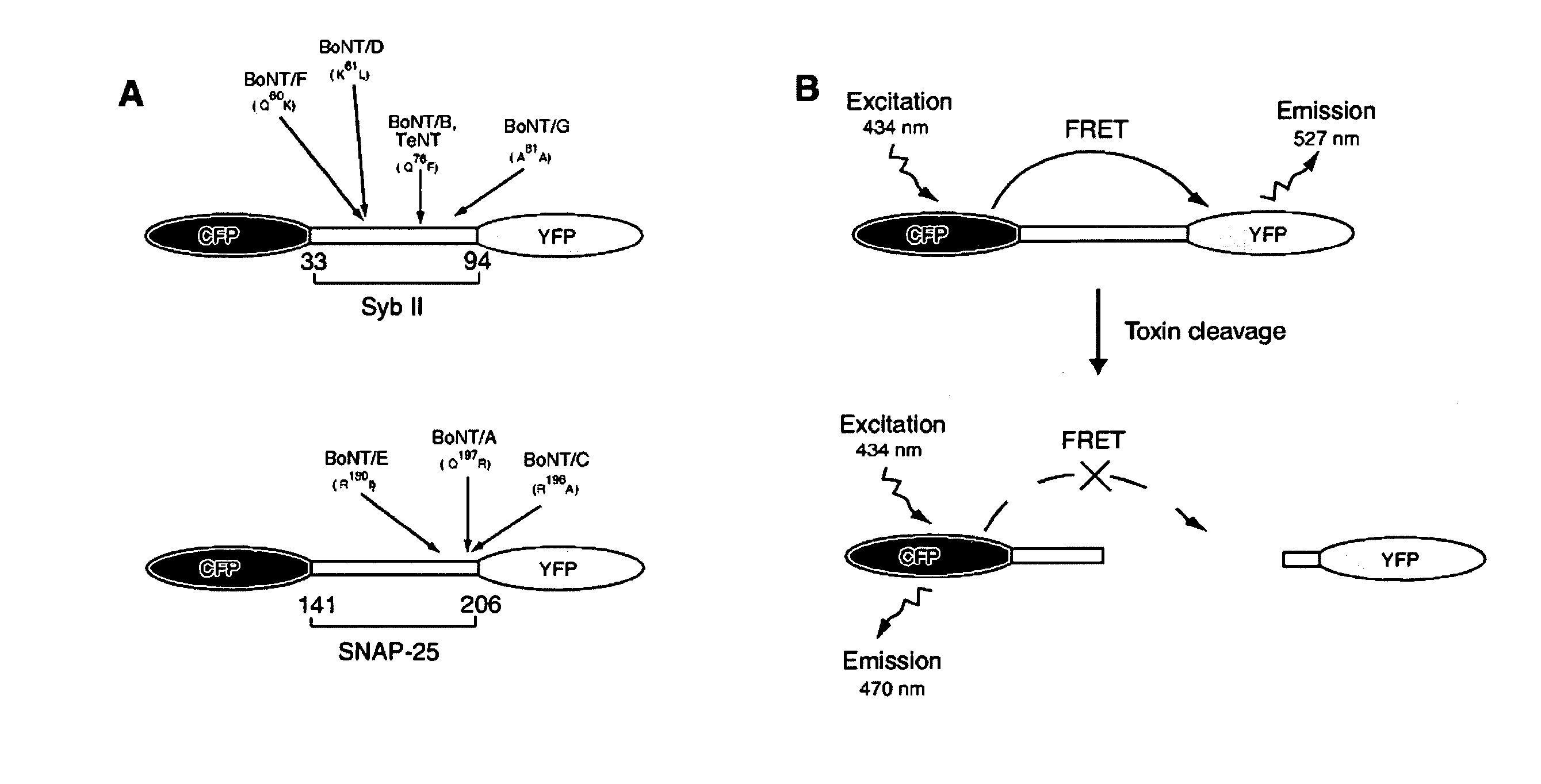 Method and compositions for detecting botulinum neurotoxin