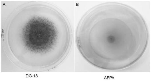 A non-toxic Aspergillus flavus hubxy33 and its application