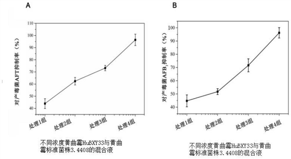 A non-toxic Aspergillus flavus hubxy33 and its application