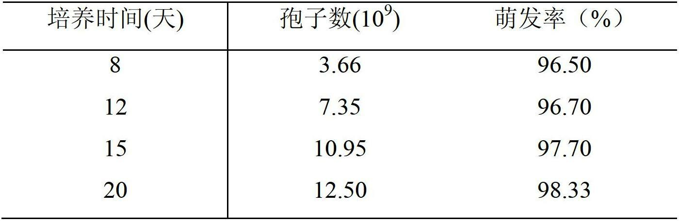 Beauveria bassiana preparation for controlling peach fruit borers and preparation method thereof